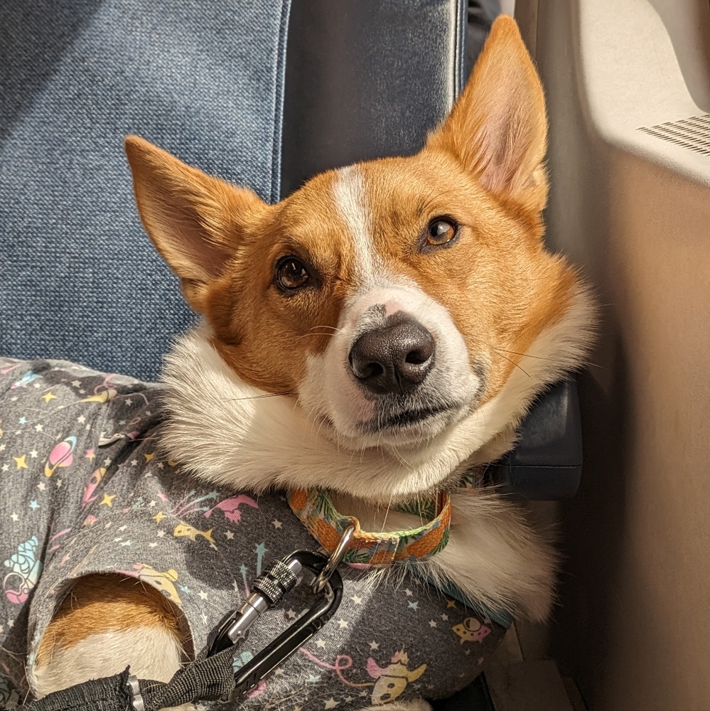 New poshmark buddy and new sales incoming!